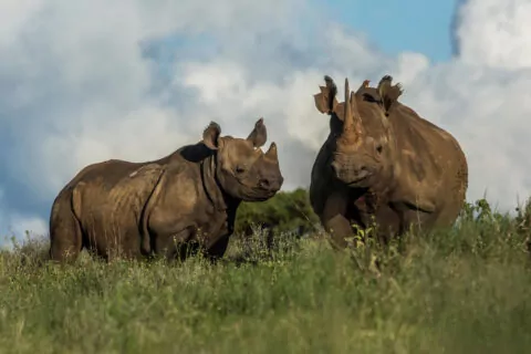 Borana Lodge