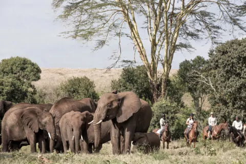 Borana Lodge