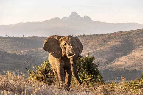 Borana Lodge