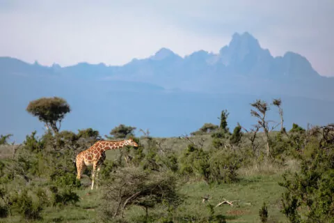 Borana Lodge