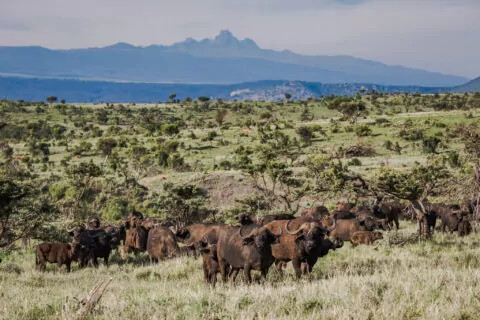 Borana Lodge