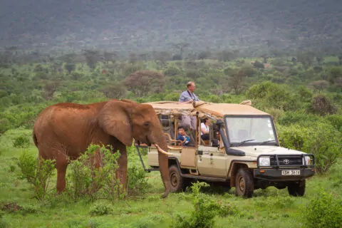 Elephant Bedroom Camp