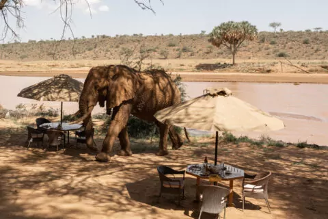 Elephant Bedroom Camp