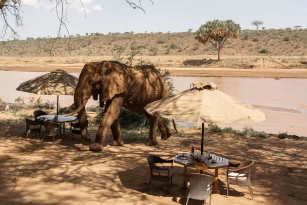 Elephant Bedroom Camp