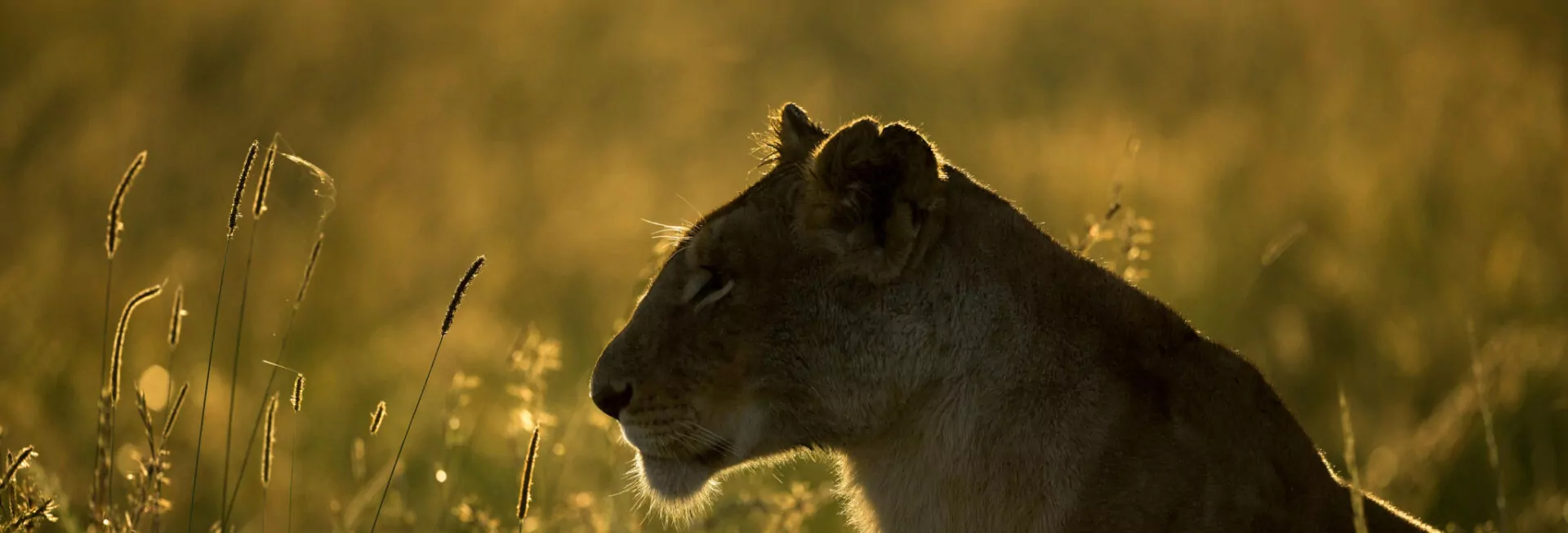 header_bestofkenya