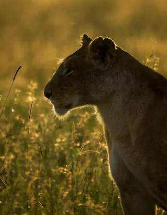 header_bestofkenya