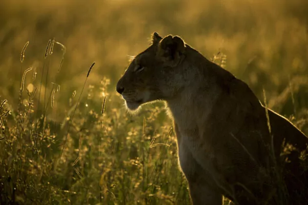 header_bestofkenya