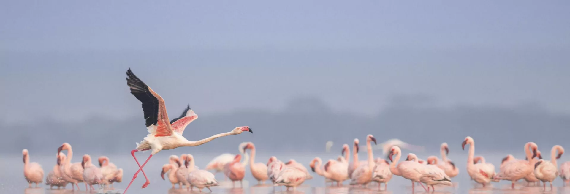 Kenya’s Big 5 and Lakes Safari