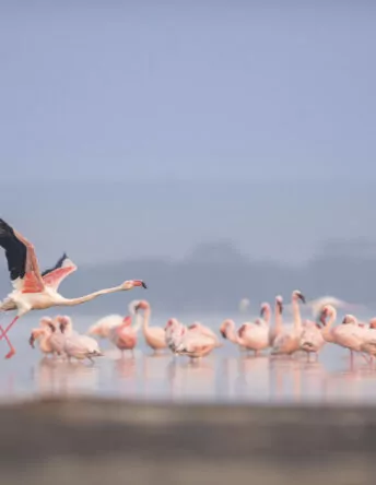 Kenya’s Big 5 and Lakes Safari
