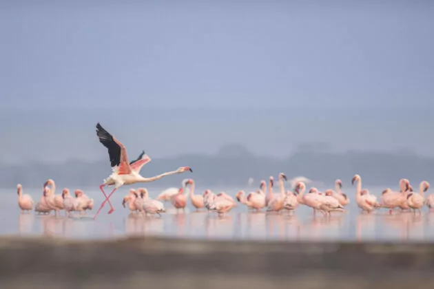 Kenya’s Big 5 and Lakes Safari