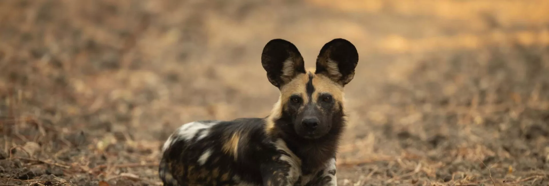 Kenya Luxury Family Safari