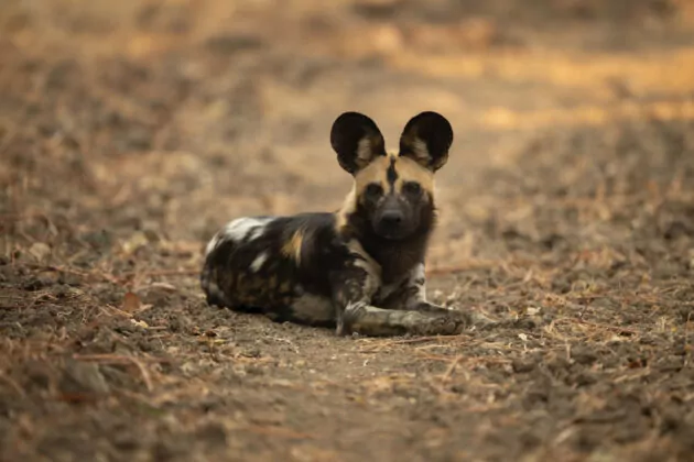 Kenya Luxury Family Safari