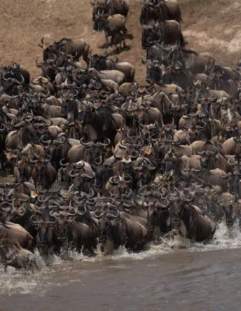Confusion of blue wildebeest cross shallow river