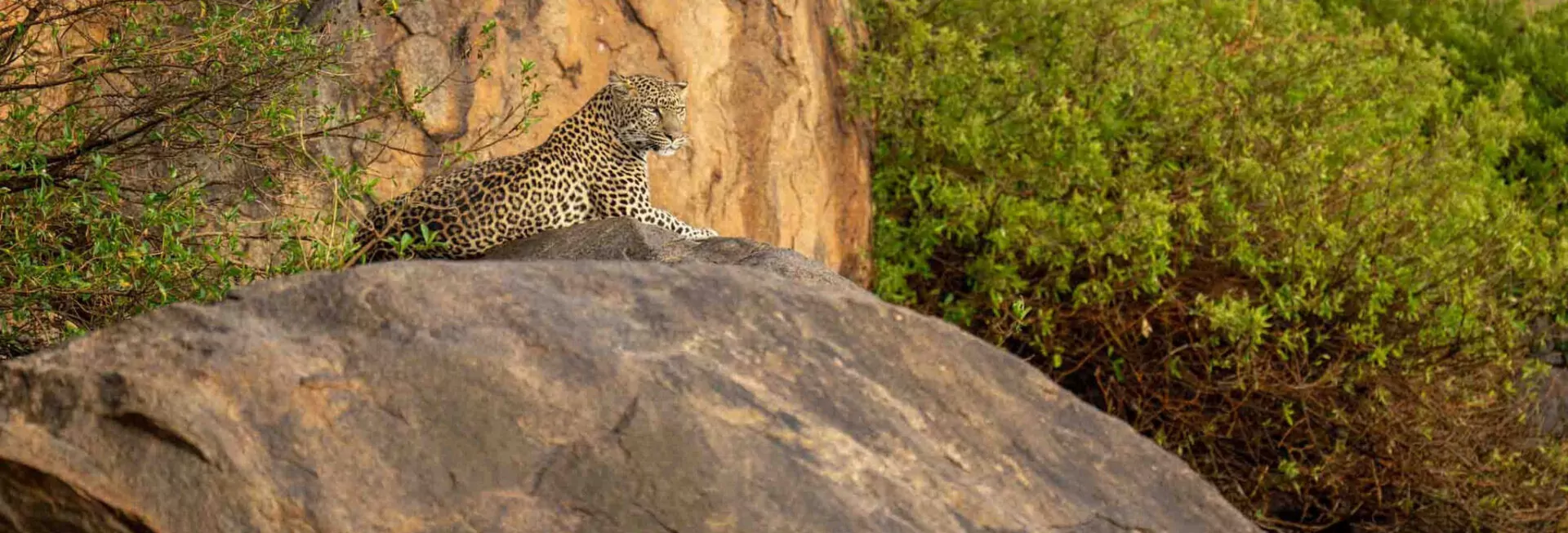 header_safaris