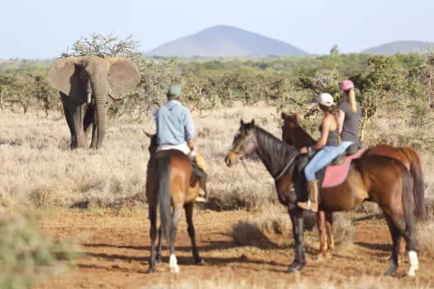 Lewa Wilderness