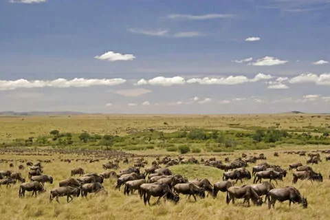 Mara Explorer Tented Camp