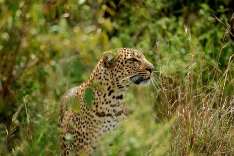 Mara Explorer Tented Camp