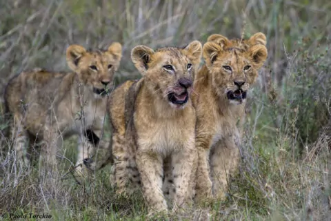 Nairobi Tented Camp