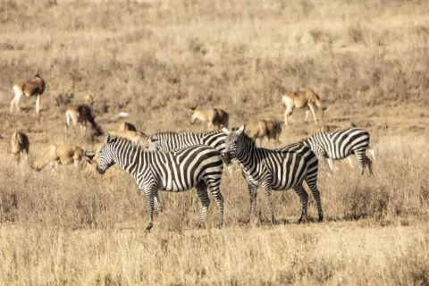 Nairobi Tented Camp
