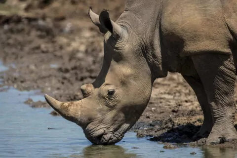 Nairobi Tented Camp
