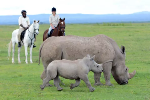 Ol Pejeta Bush Camp