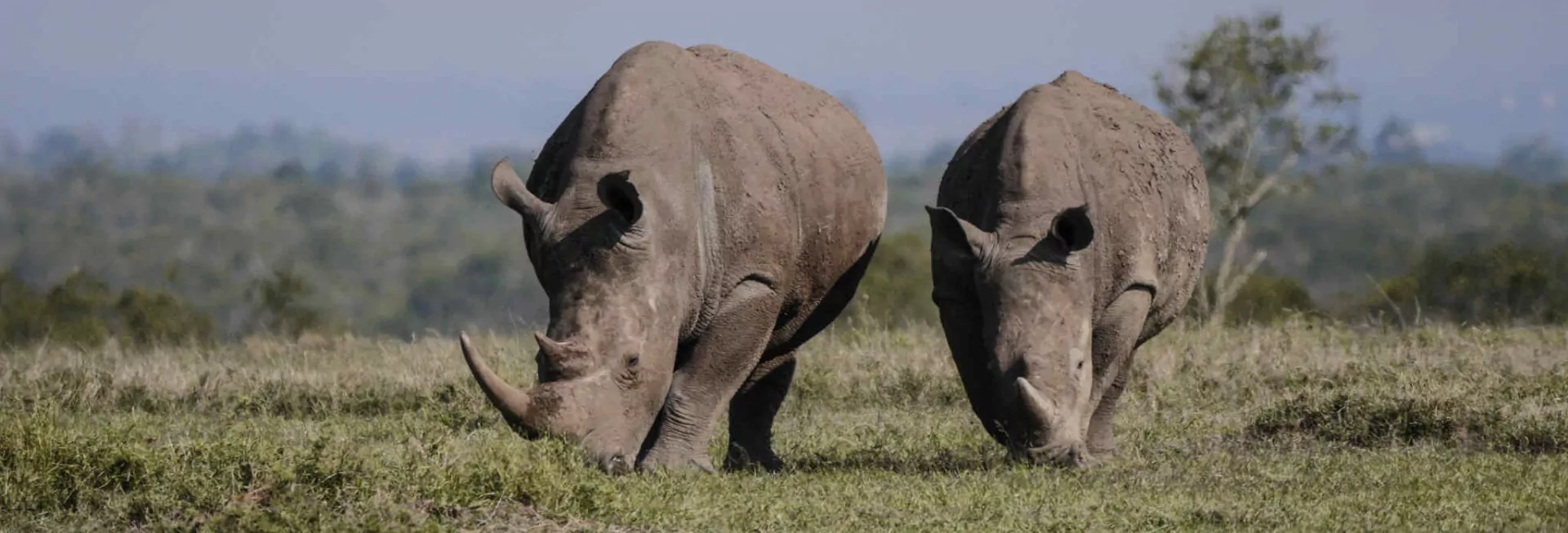 Rhinos