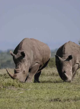 Rhinos
