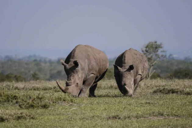 Rhinos