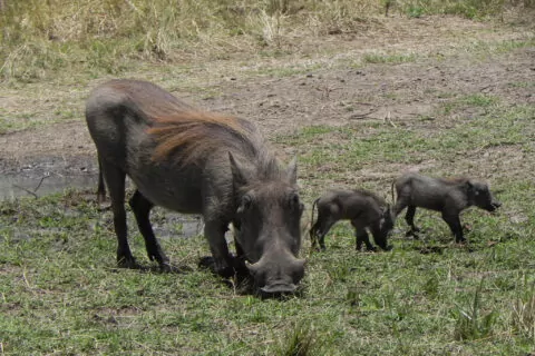 Saruni Mara