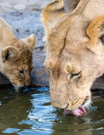 Saruni Mara