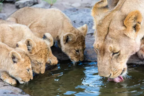 Saruni Mara