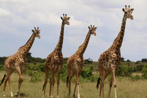 Saruni Mara