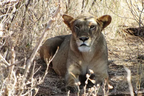 Saruni Samburu Camp