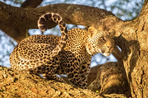 Saruni Samburu Camp