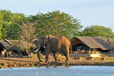 Satao Camp