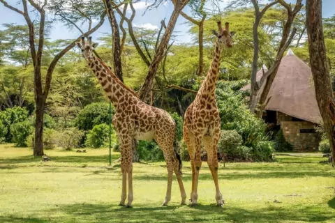 Lake Naivasha Sopa Lodge