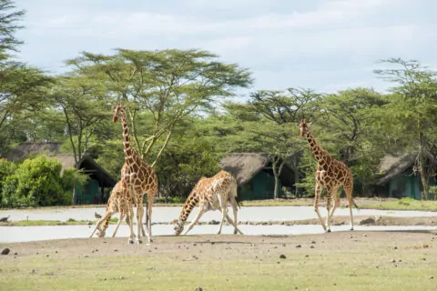 Sweet Waters Tented Camp