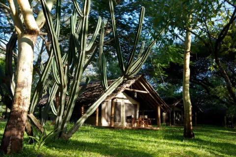 Voyager Ziwani Safari Lodge