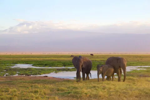 Amboseli National Park