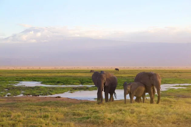 Amboseli National Park