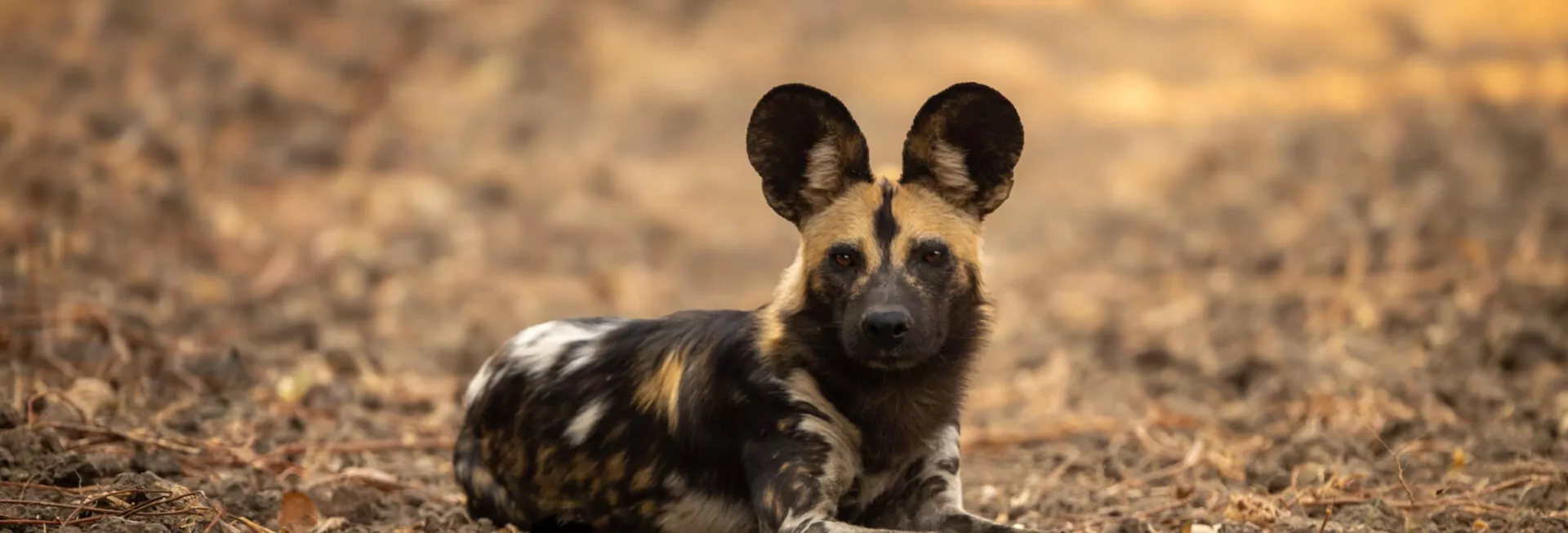 African wild dog lying with ears pricked