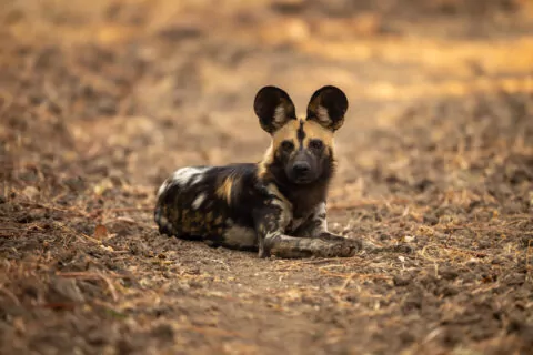 African wild dog lying with ears pricked