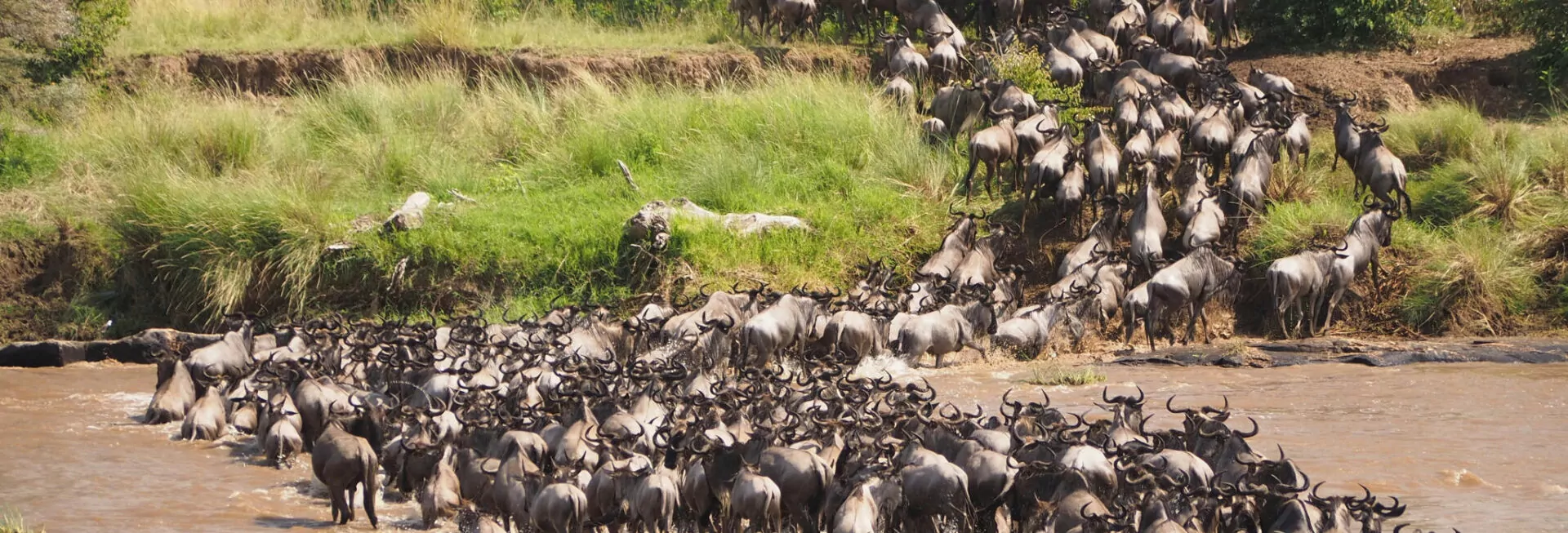 header_masaimara