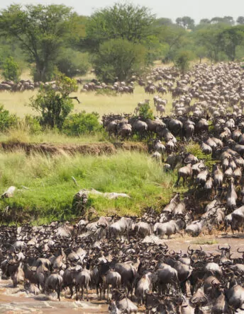 header_masaimara
