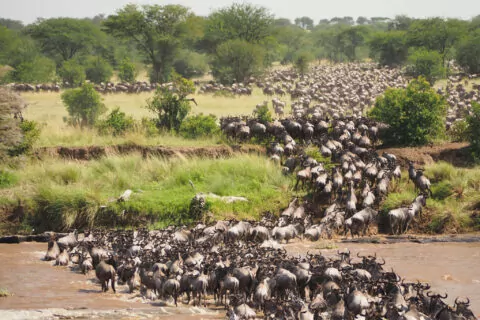 header_masaimara