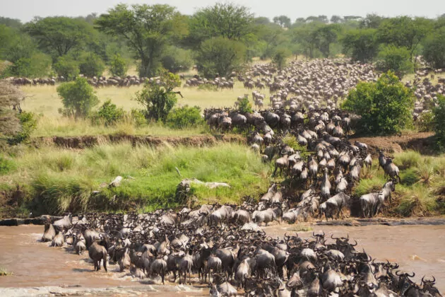header_masaimara