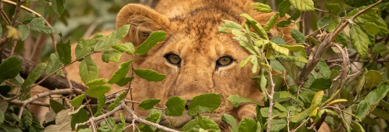 When to visit Kenya
