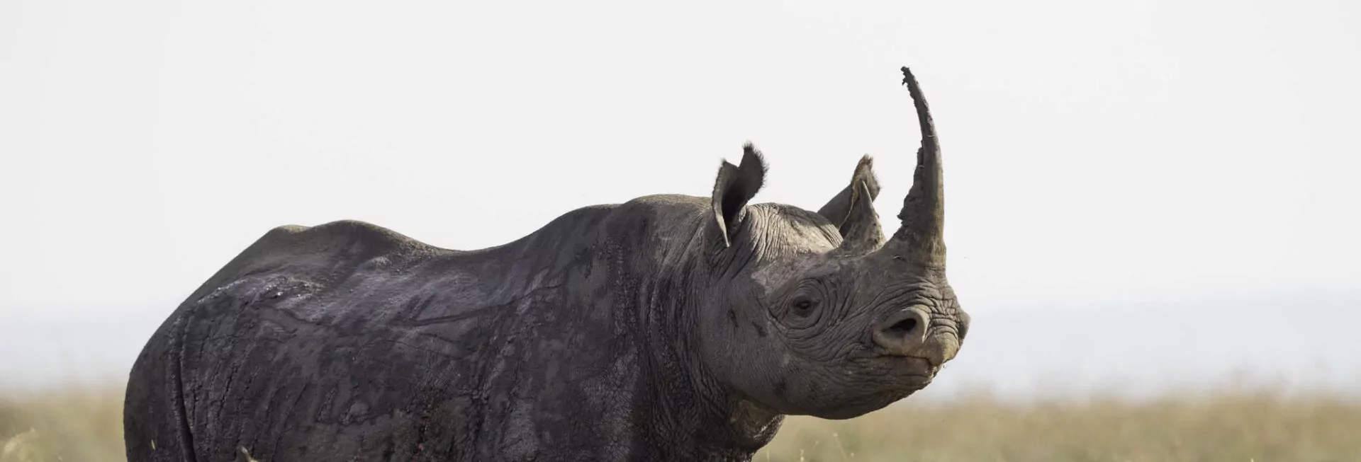 The Black Rhino Safari
