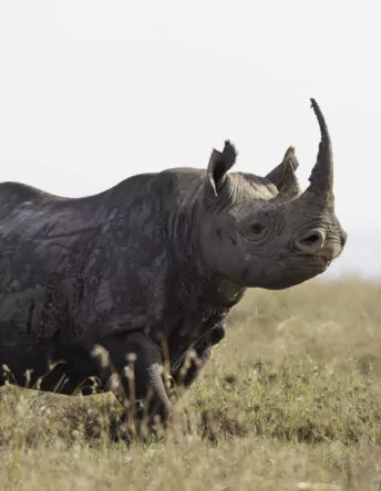 The Black Rhino Safari