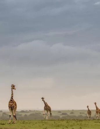 Kenya Conservation Safari